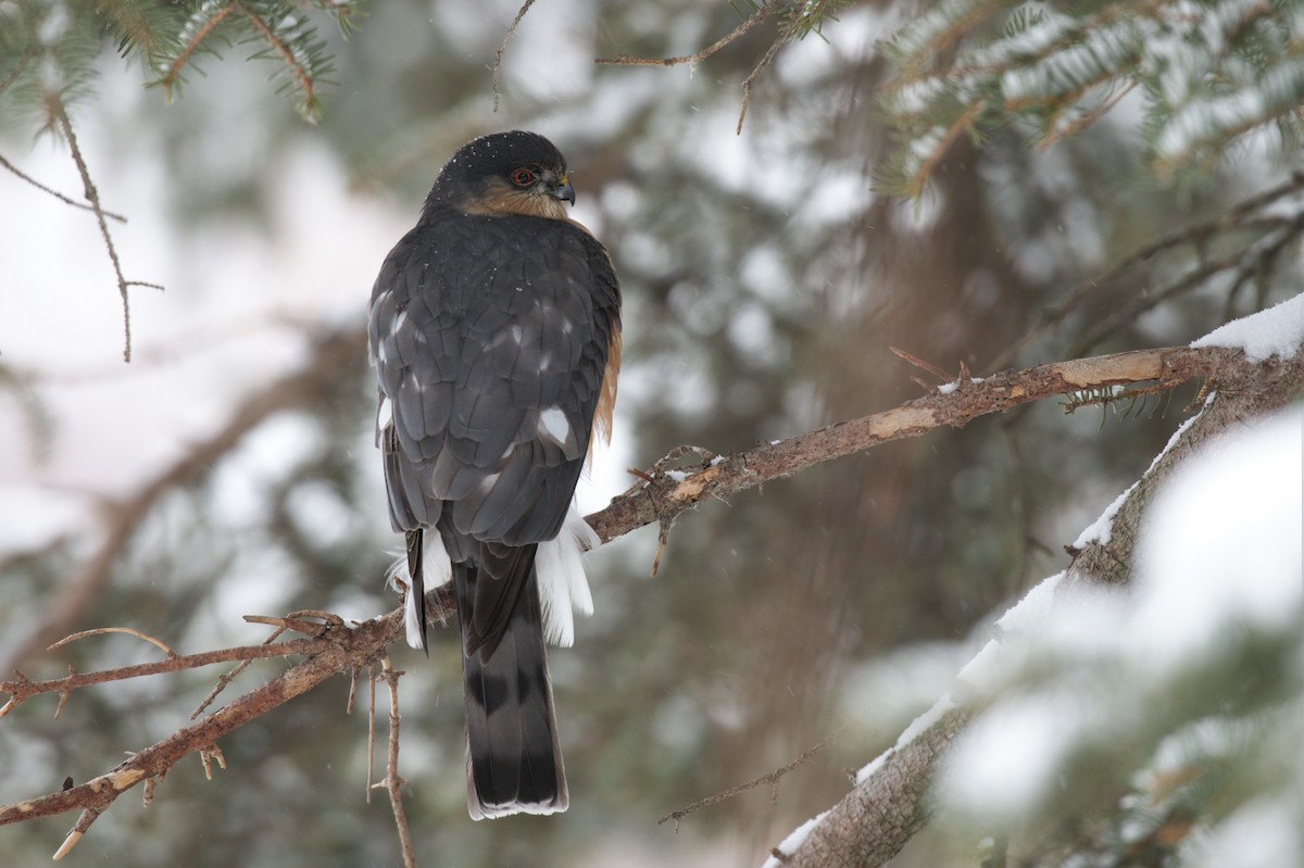 Sharp-shinned Hawk - ML540743151