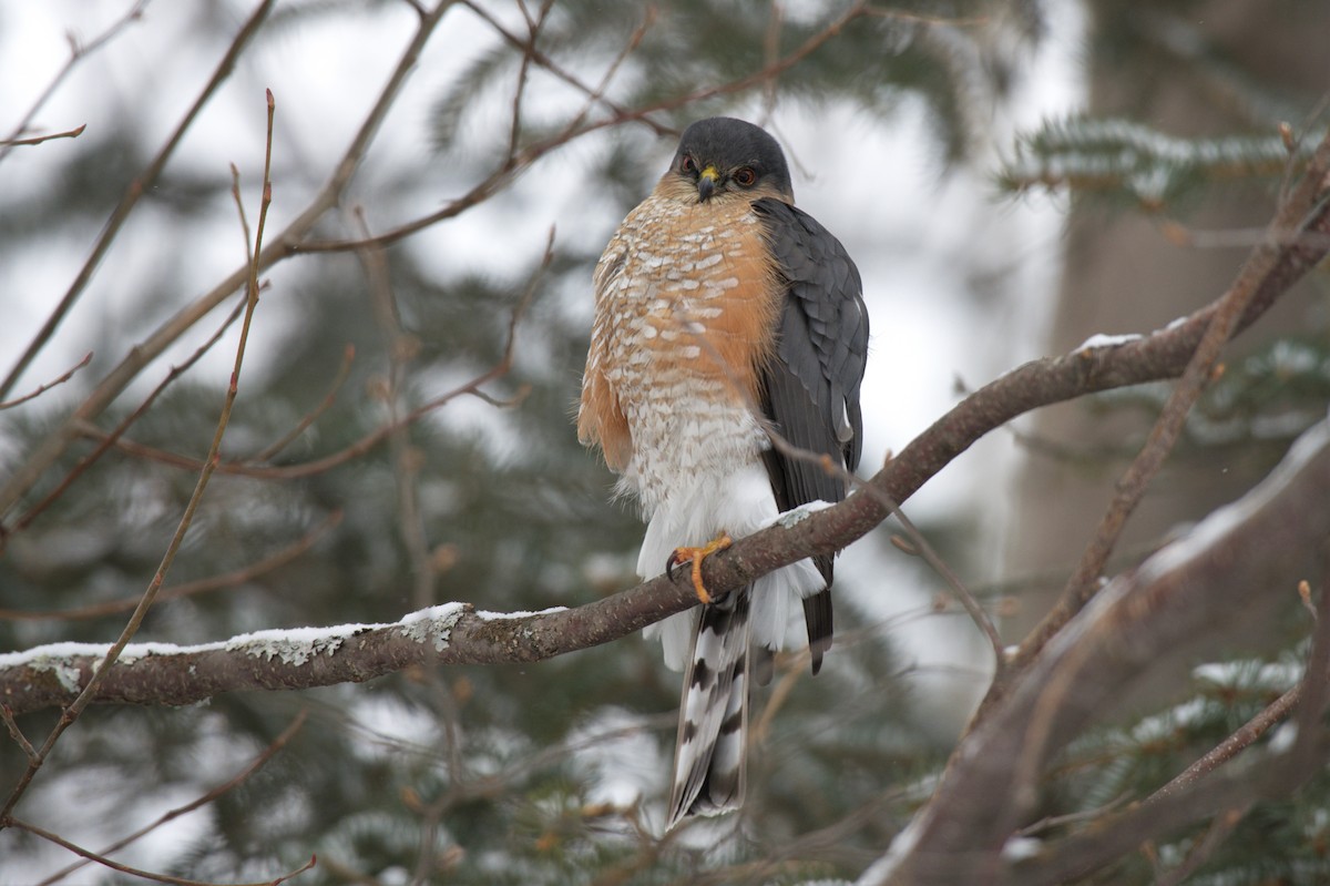 Sharp-shinned Hawk - ML540743241