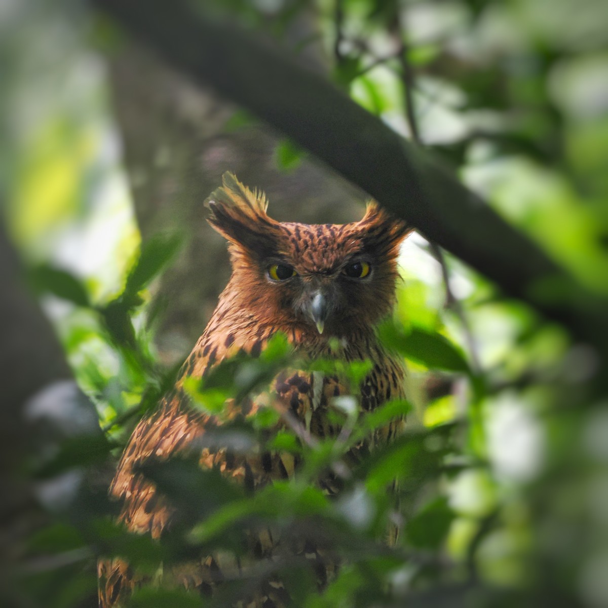 Brown Fish-Owl - ML540743271