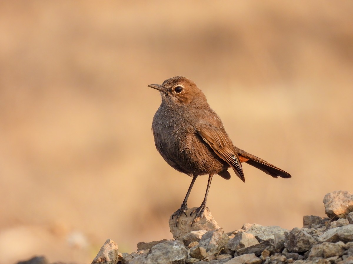 Indian Robin - Ramesh Desai