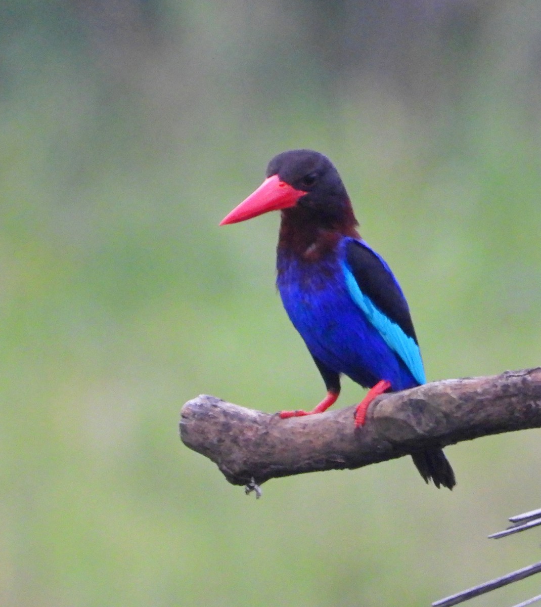 Javan Kingfisher - ML540743651