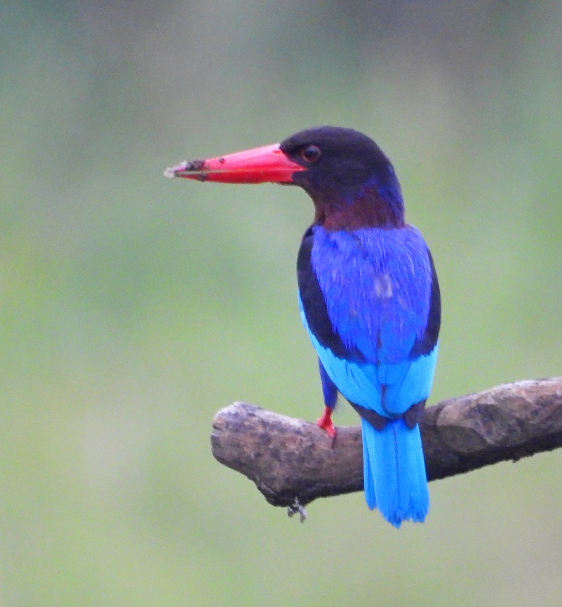 Javan Kingfisher - ML540743671