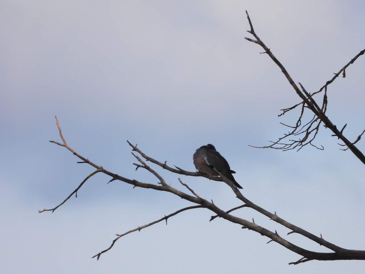 Common Wood-Pigeon - ML540744411