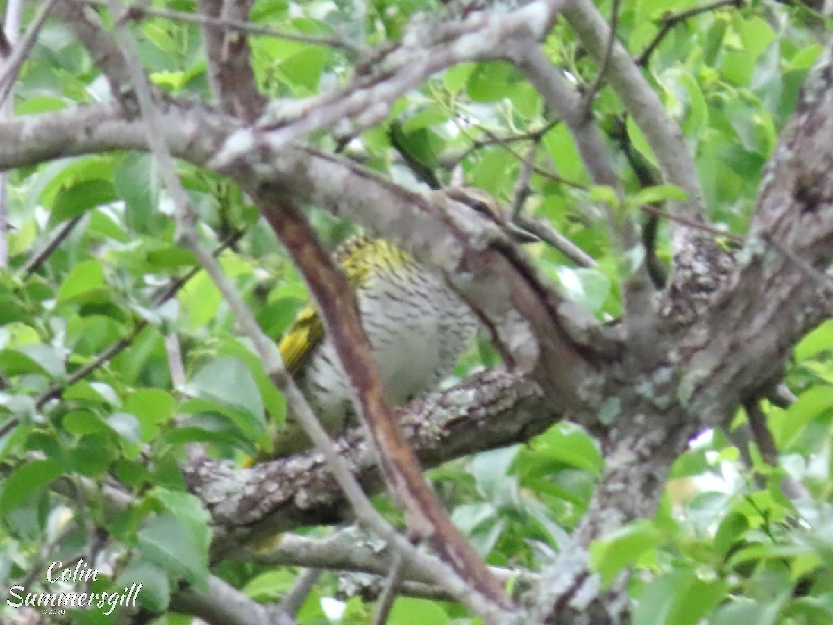 Black Cuckooshrike - ML540745831