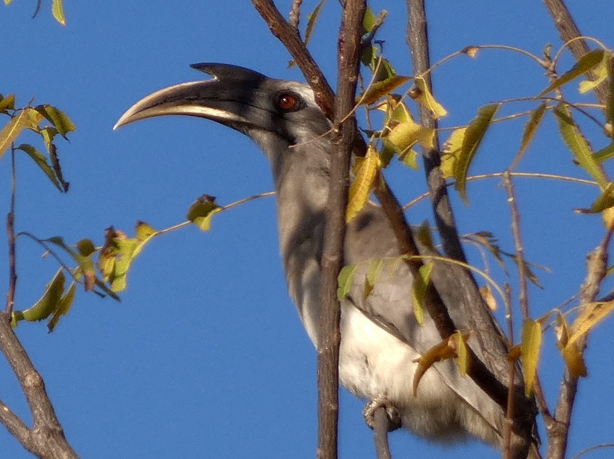 Indian Gray Hornbill - ML540747361