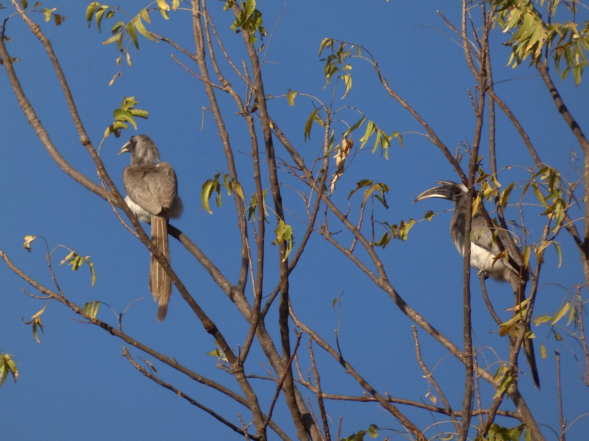 Indian Gray Hornbill - ML540747371