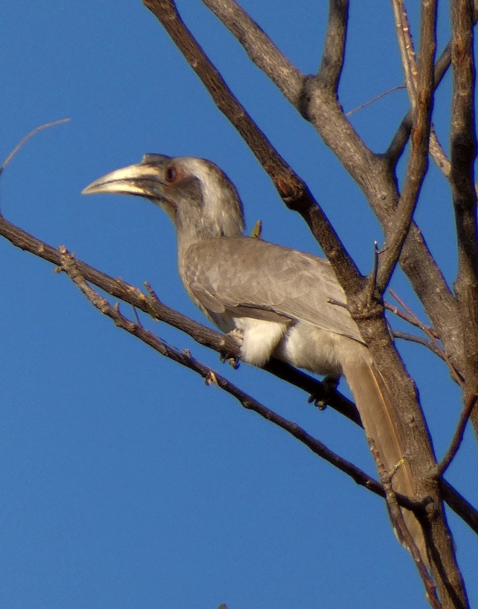 Indian Gray Hornbill - ML540747381
