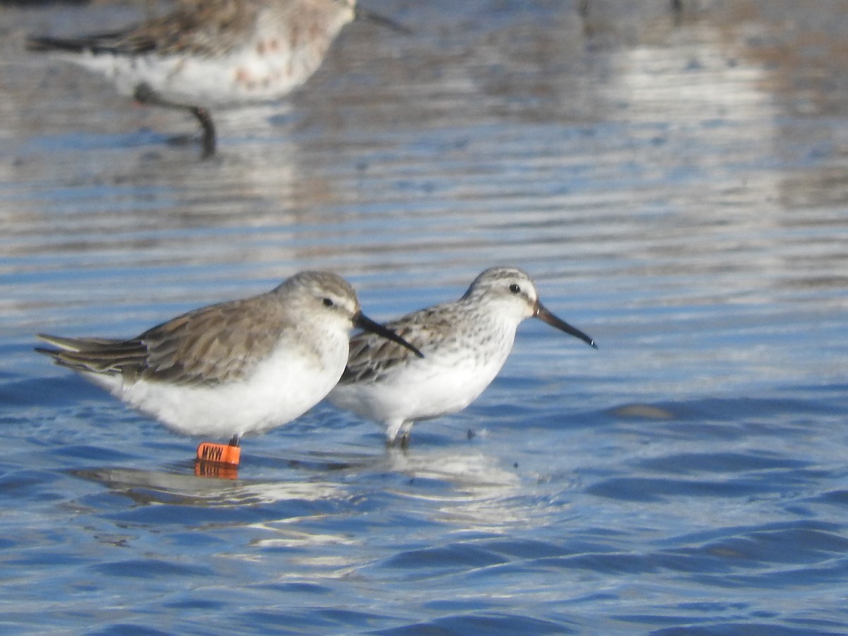 Broad-billed Sandpiper - ML540747701