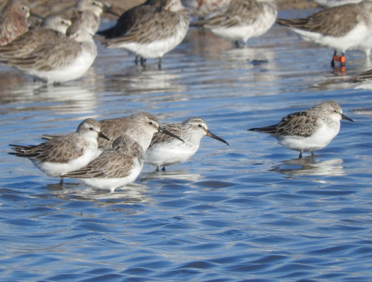 Broad-billed Sandpiper - ML540747711