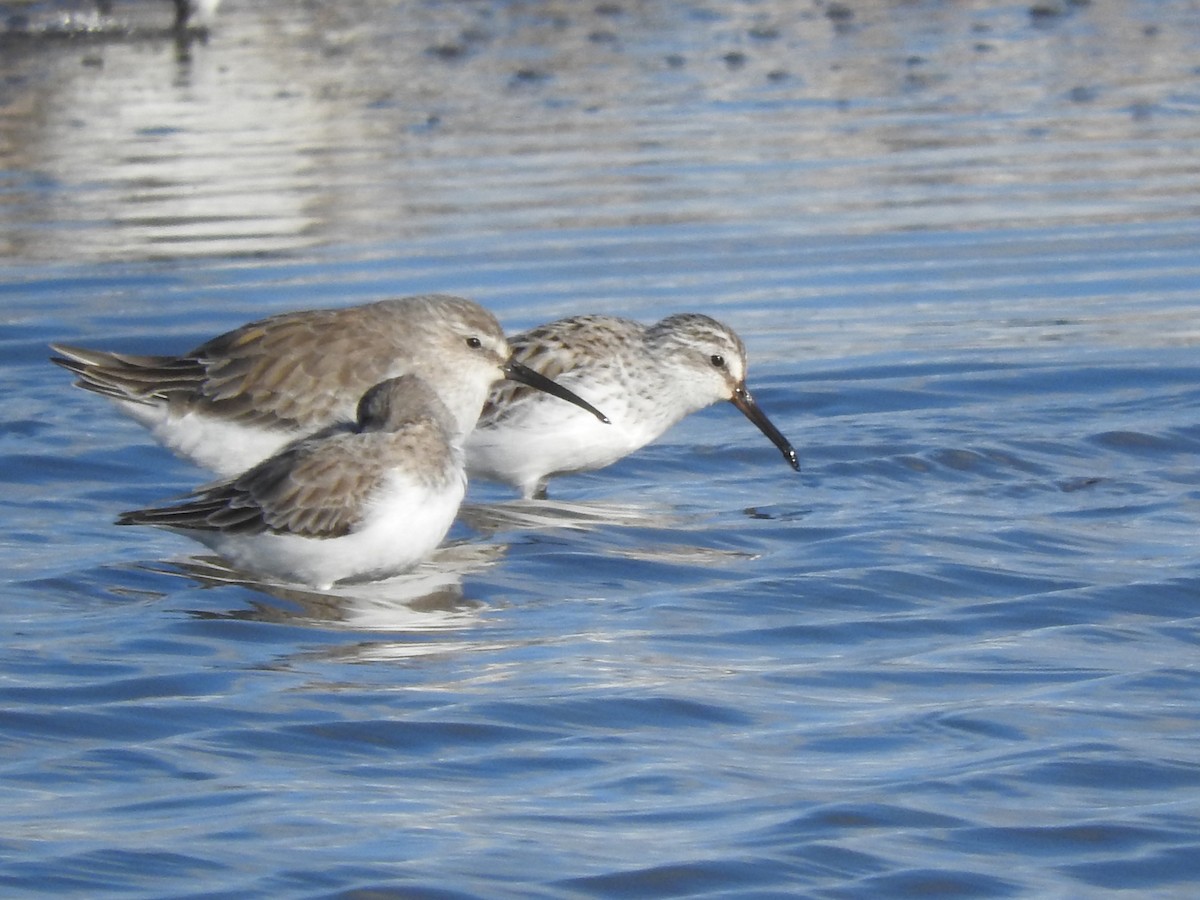 Broad-billed Sandpiper - ML540747721