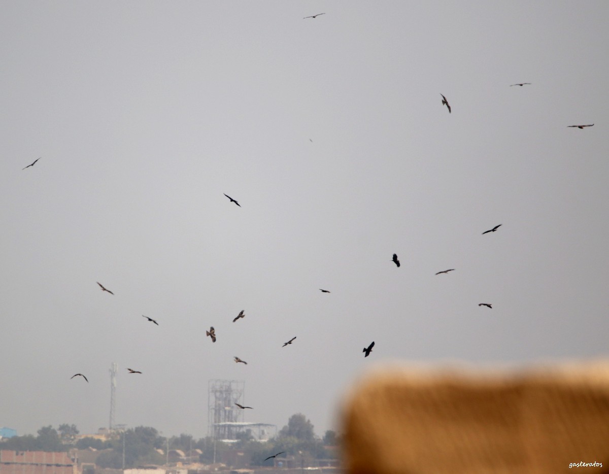 Black Kite (Yellow-billed) - ML540748291