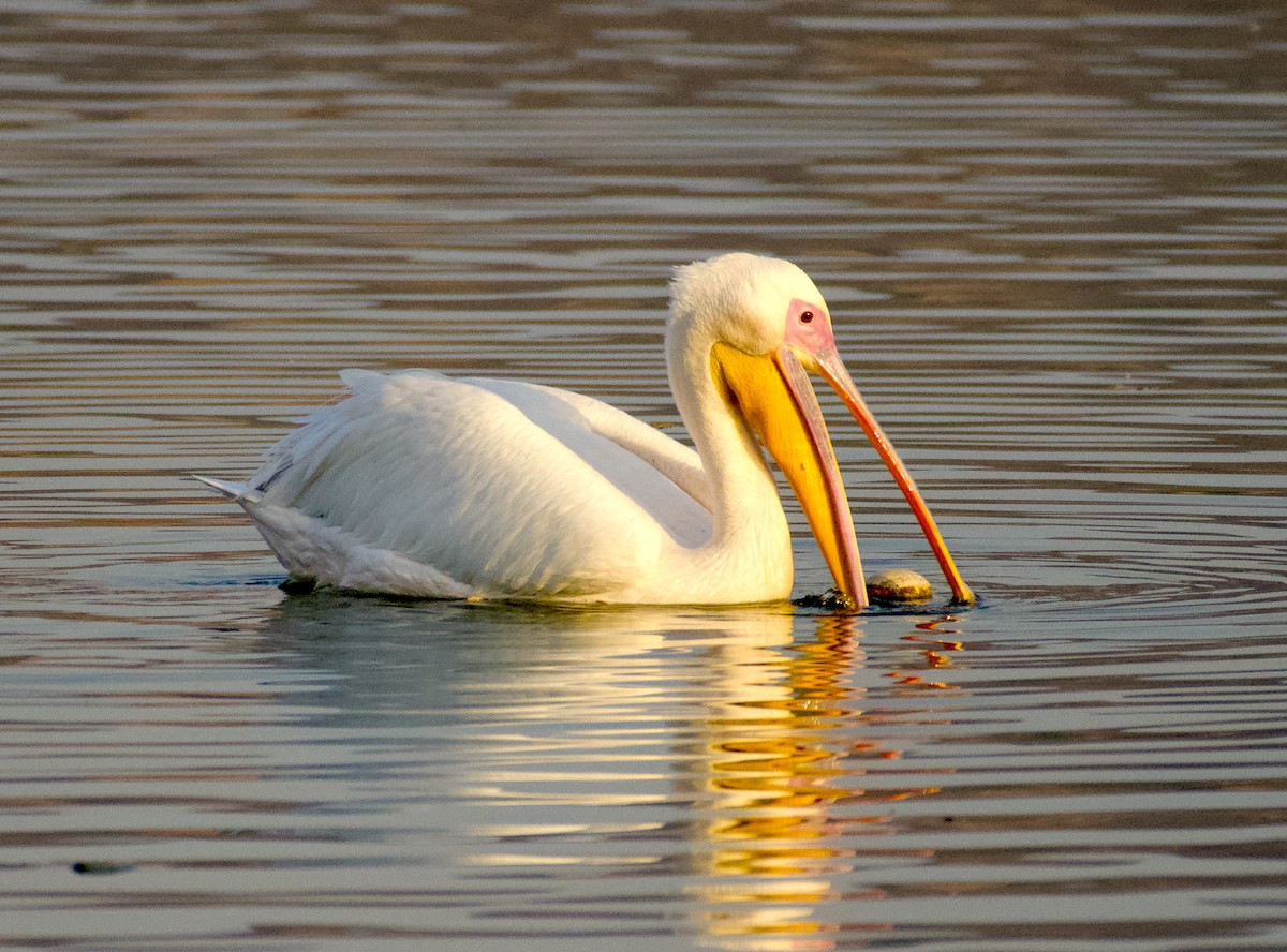 Great White Pelican - RUPAM BHADURI