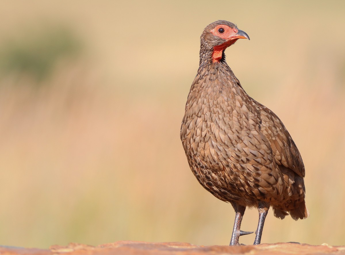 Swainson's Spurfowl - ML540749271