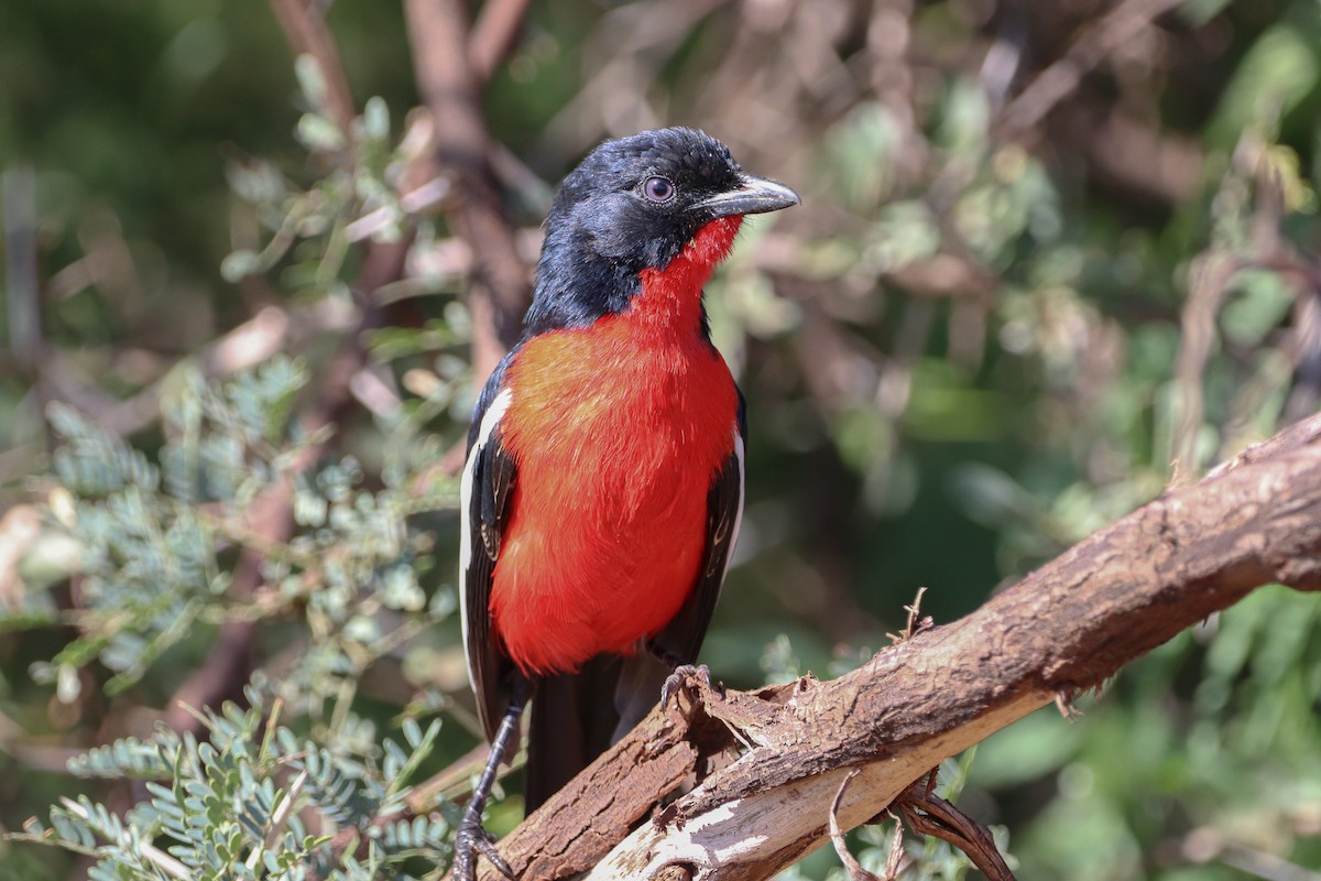 Crimson-breasted Gonolek - ML540749741