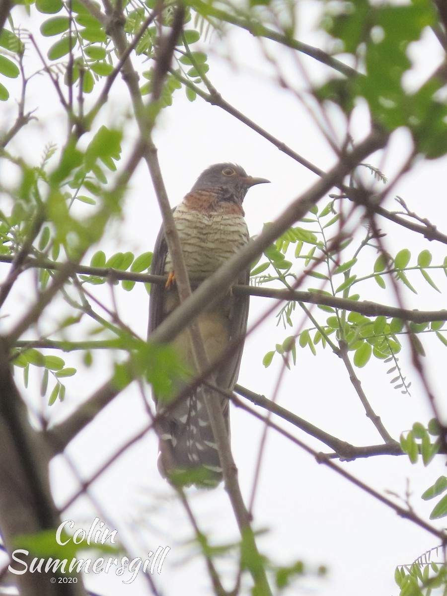 Red-chested Cuckoo - ML540749821