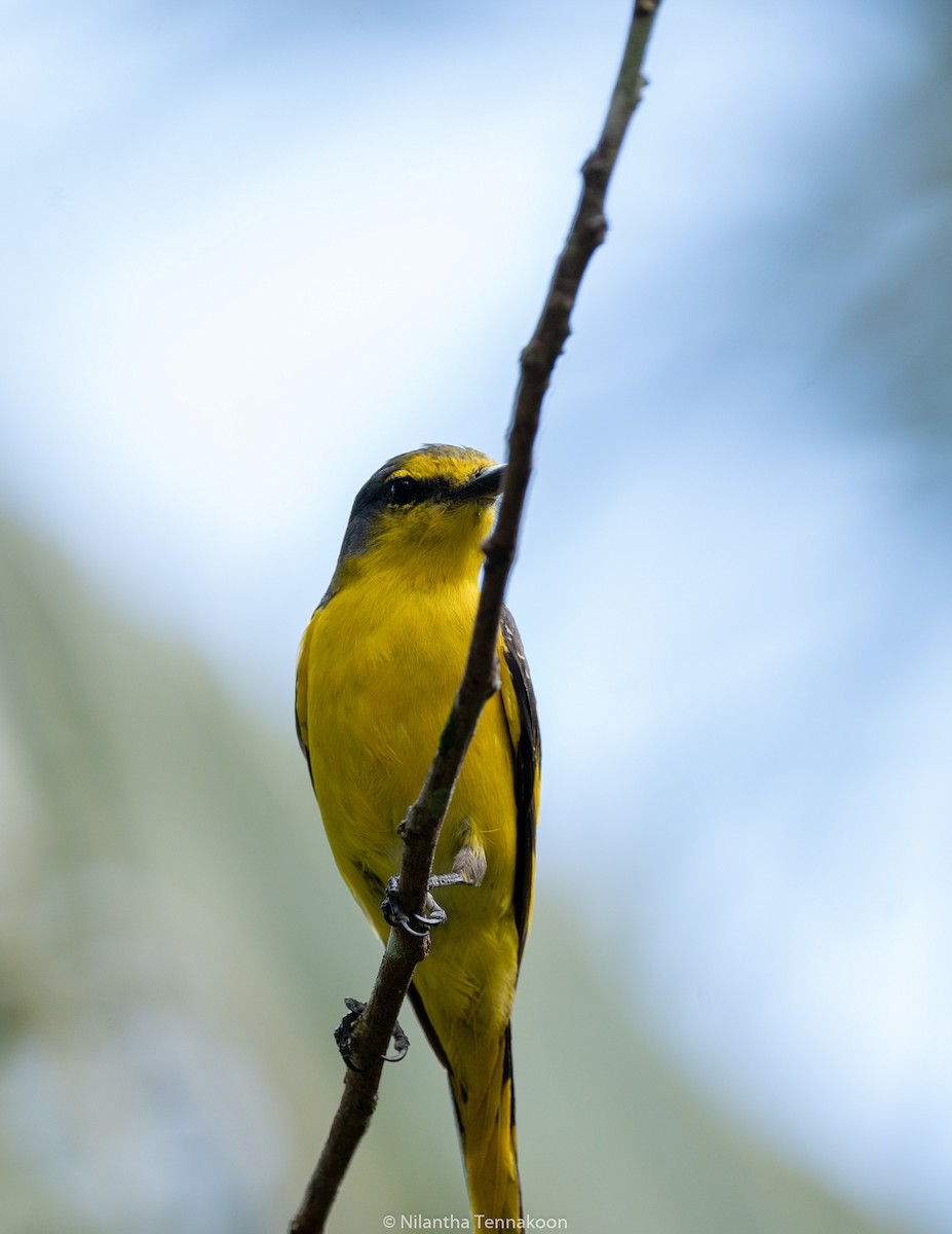 Orange Minivet - Nilantha Tennakoon