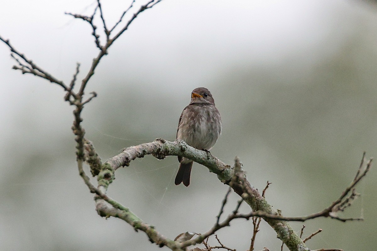 Little Flycatcher - ML540752291