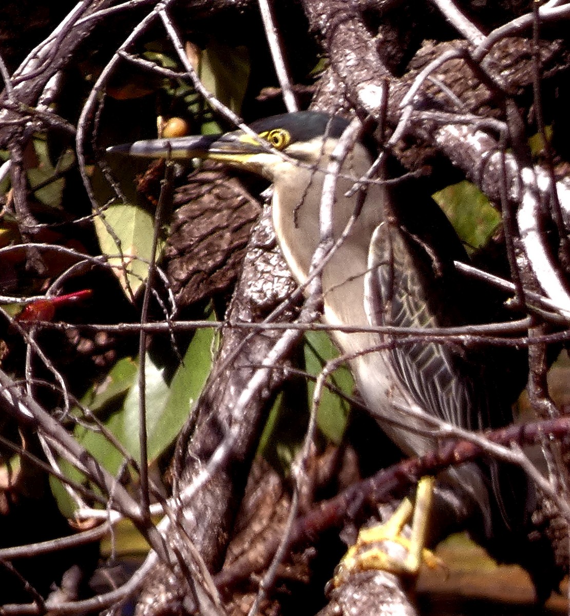 Striated Heron - ML540753271