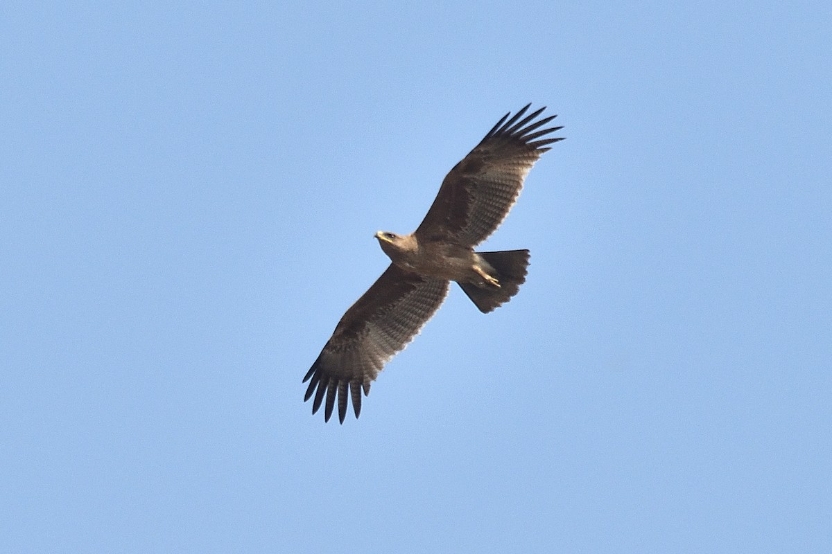 Indian Spotted Eagle - ML540755291