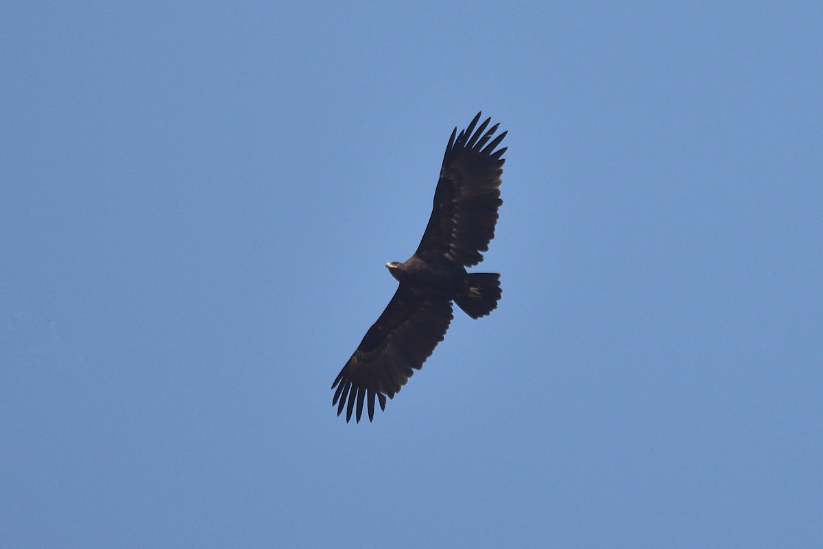 Greater Spotted Eagle - ML540755311