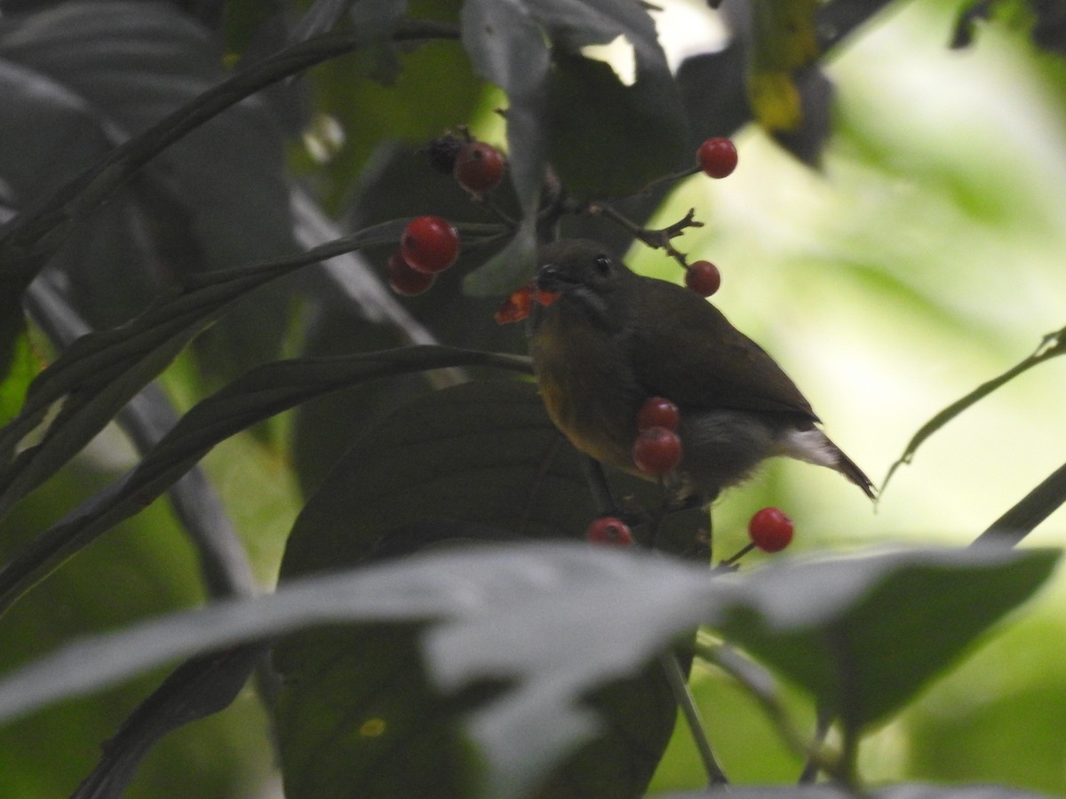 flowerpecker sp. - ML540755321