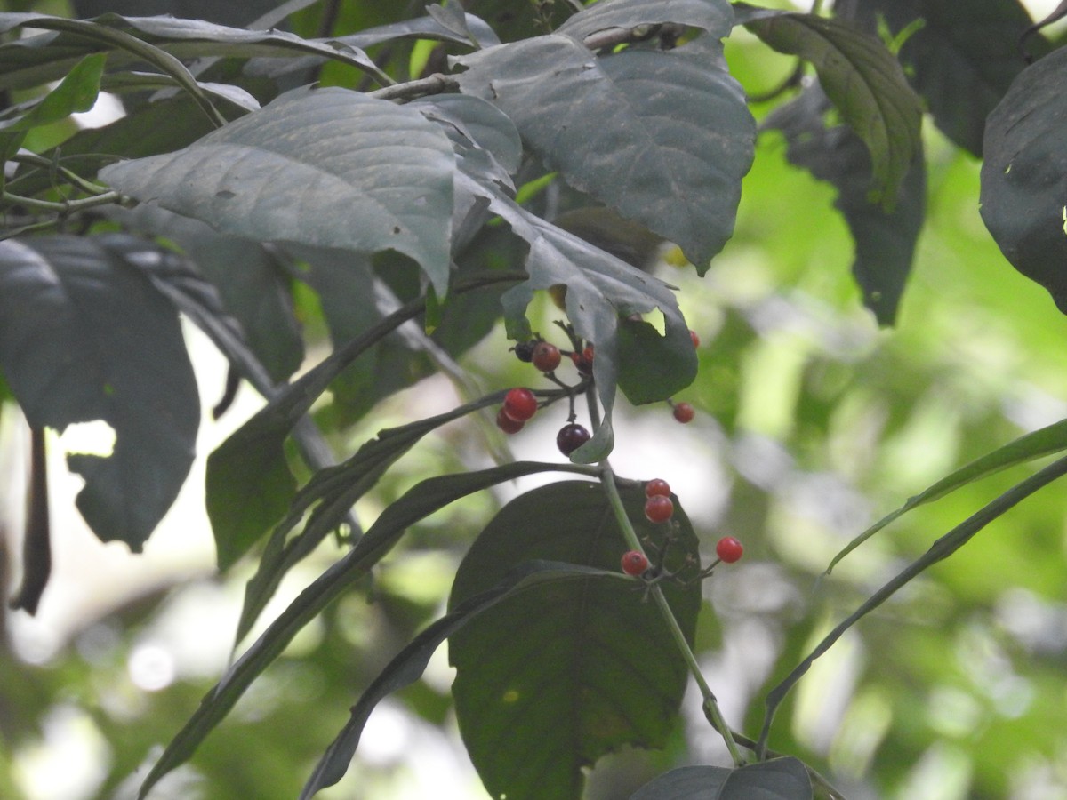 flowerpecker sp. - ML540755331