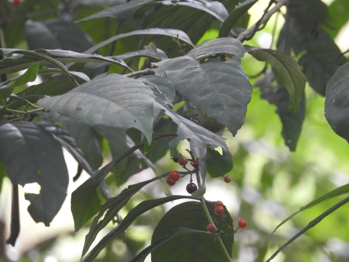 flowerpecker sp. - ML540755341