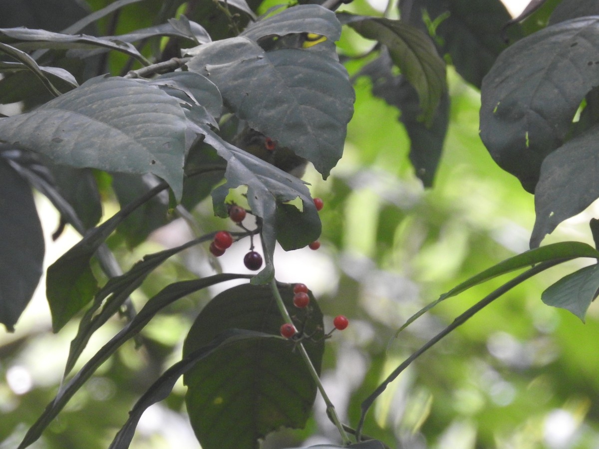 flowerpecker sp. - ML540755371