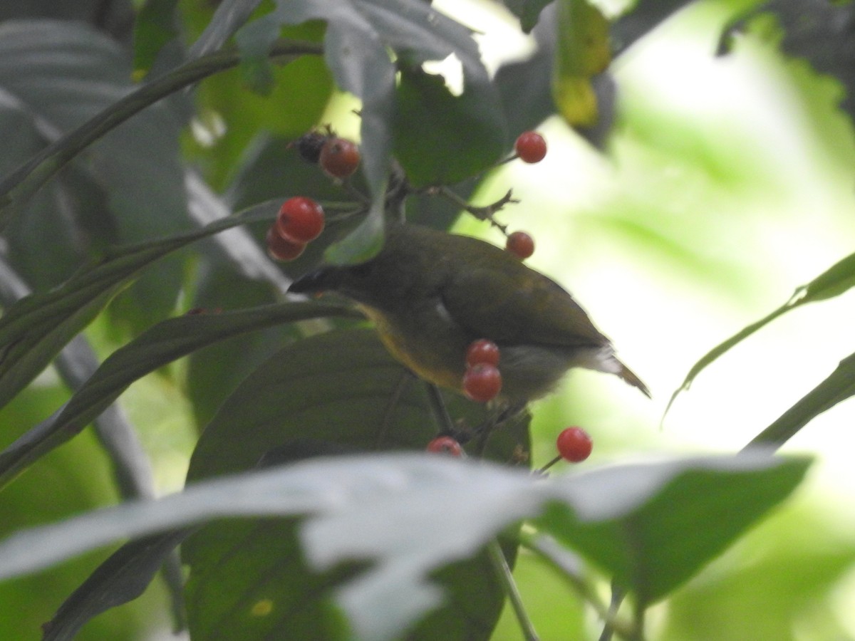 flowerpecker sp. - ML540755401