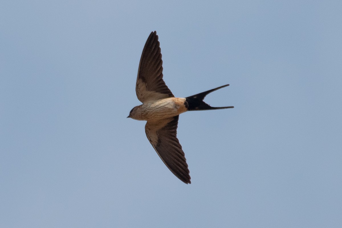 Red-rumped Swallow - ML540755591