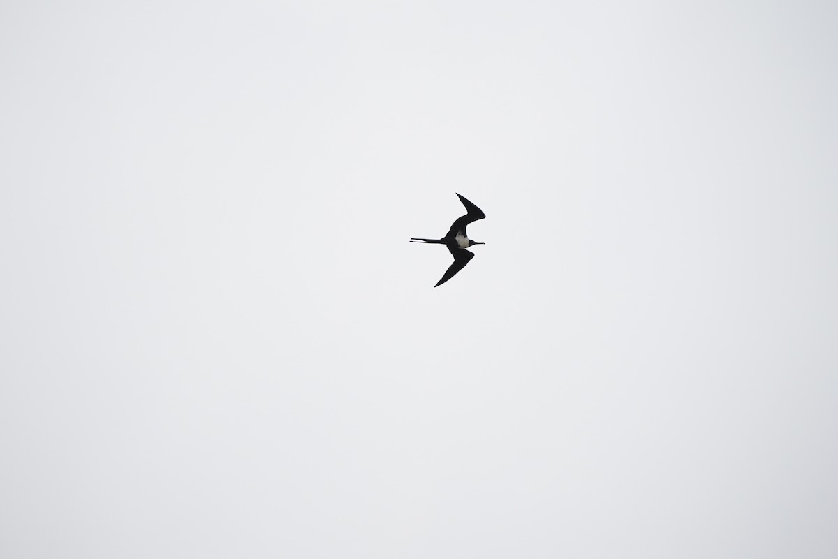 Lesser Frigatebird - ML540756121