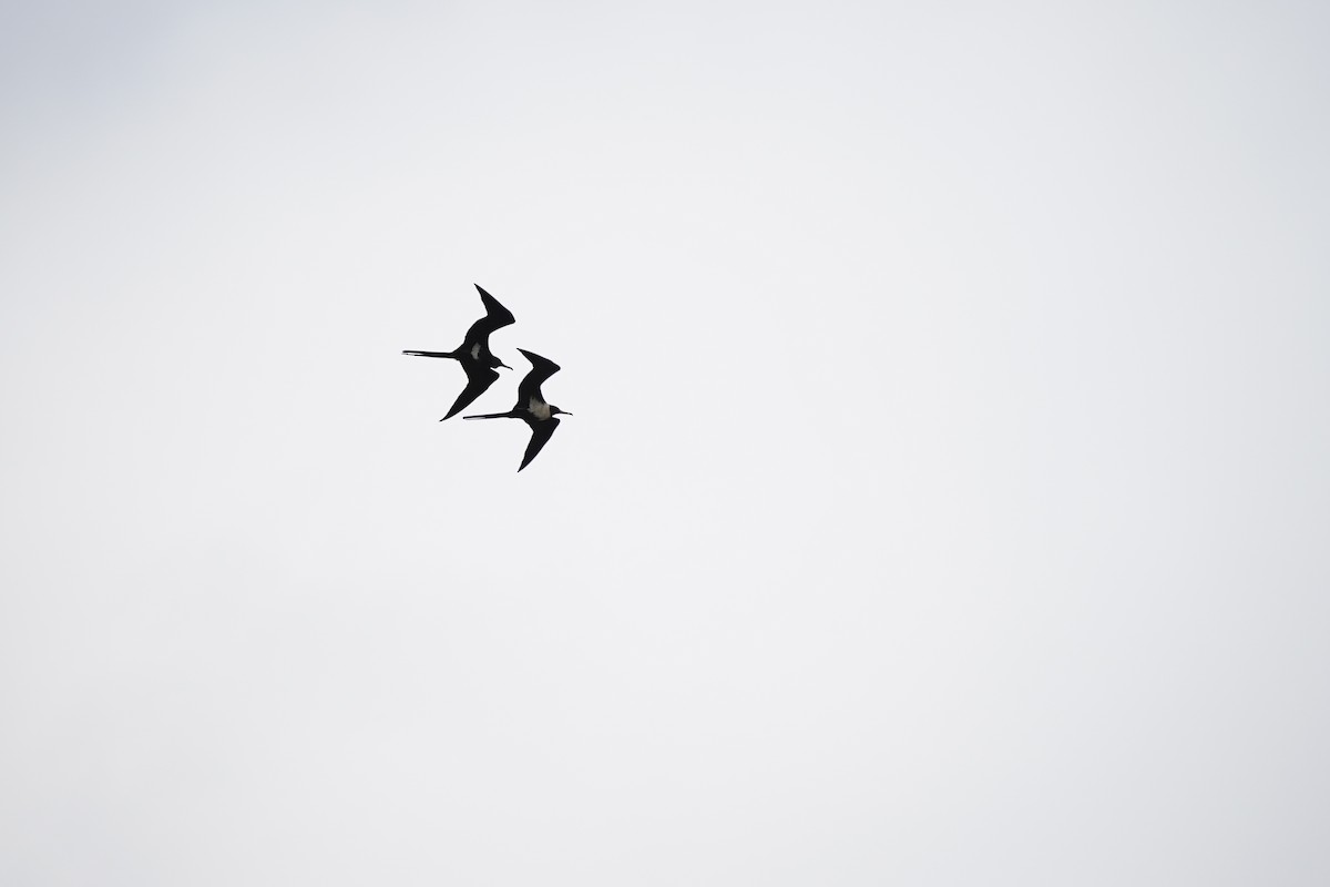 Lesser Frigatebird - Joshua Moody
