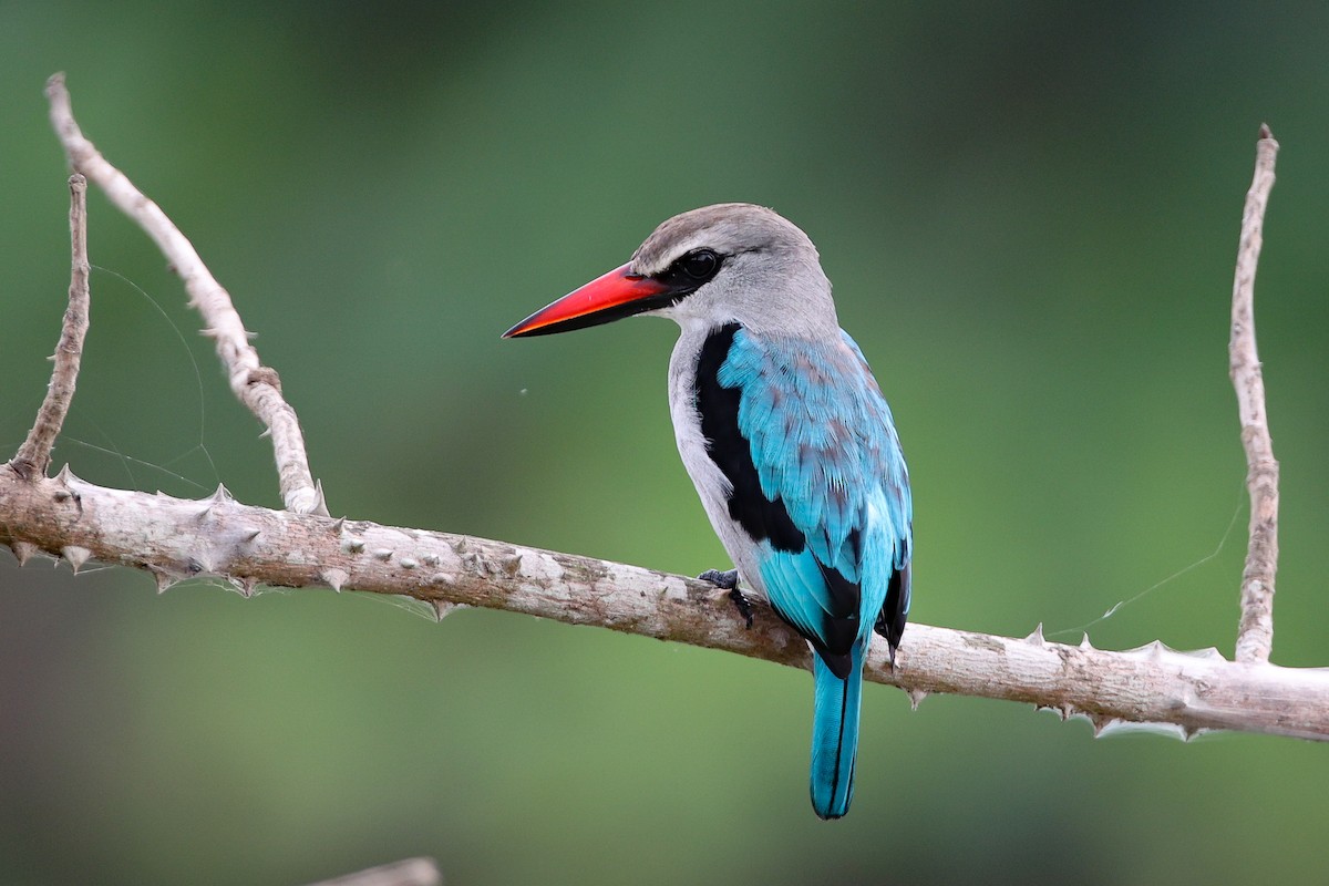 Woodland Kingfisher - ML540756551