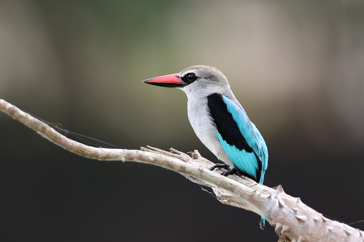 Woodland Kingfisher - ML540756561