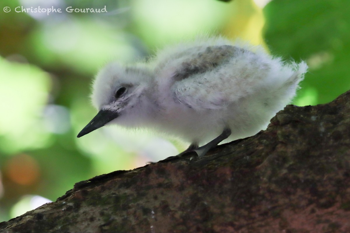 White Tern - ML540756601