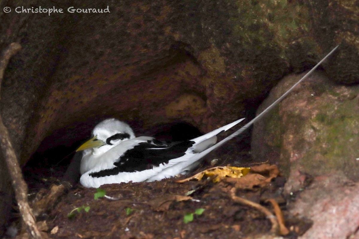 White-tailed Tropicbird - ML540756701