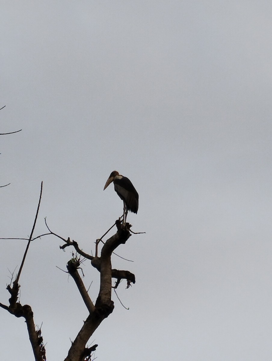 Greater Adjutant - ML540757001