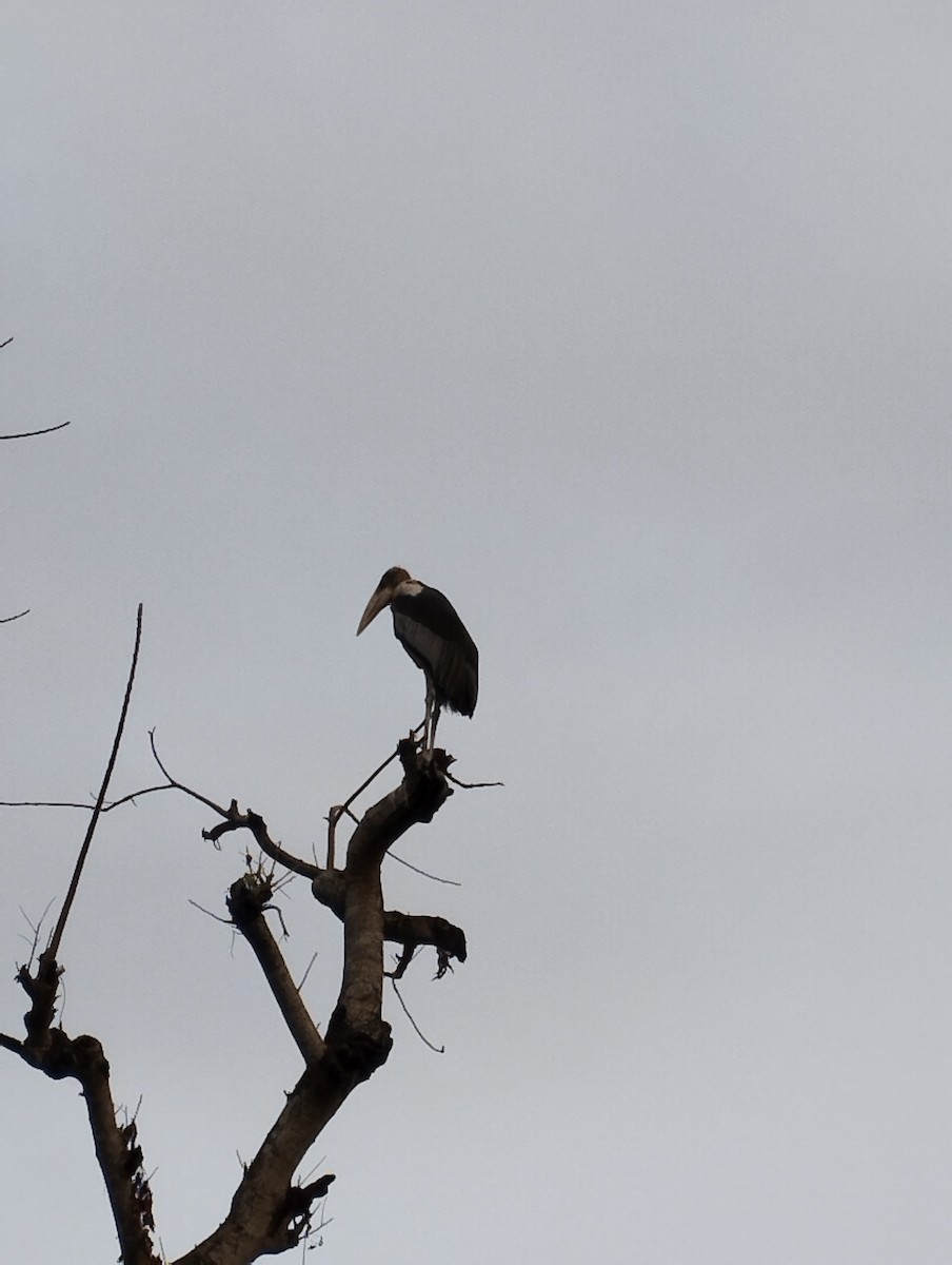 Greater Adjutant - ML540757011