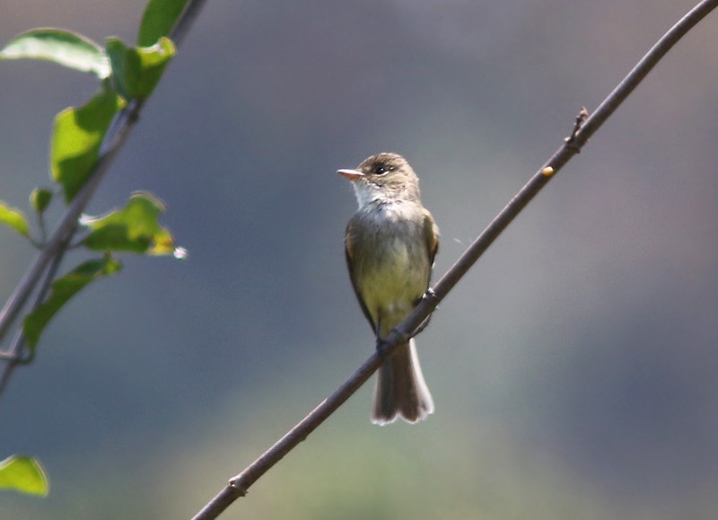 White-throated Flycatcher - ML54075781