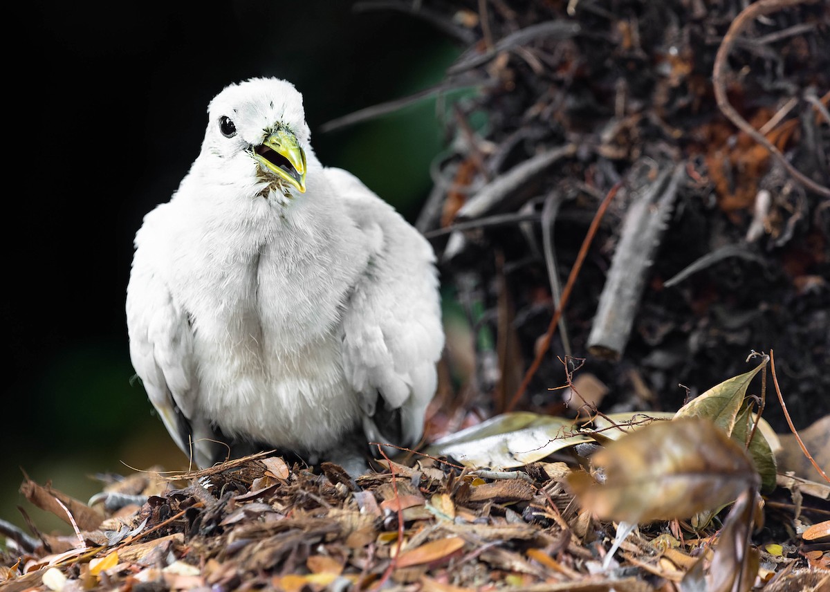 Torresian Imperial-Pigeon - ML540758421