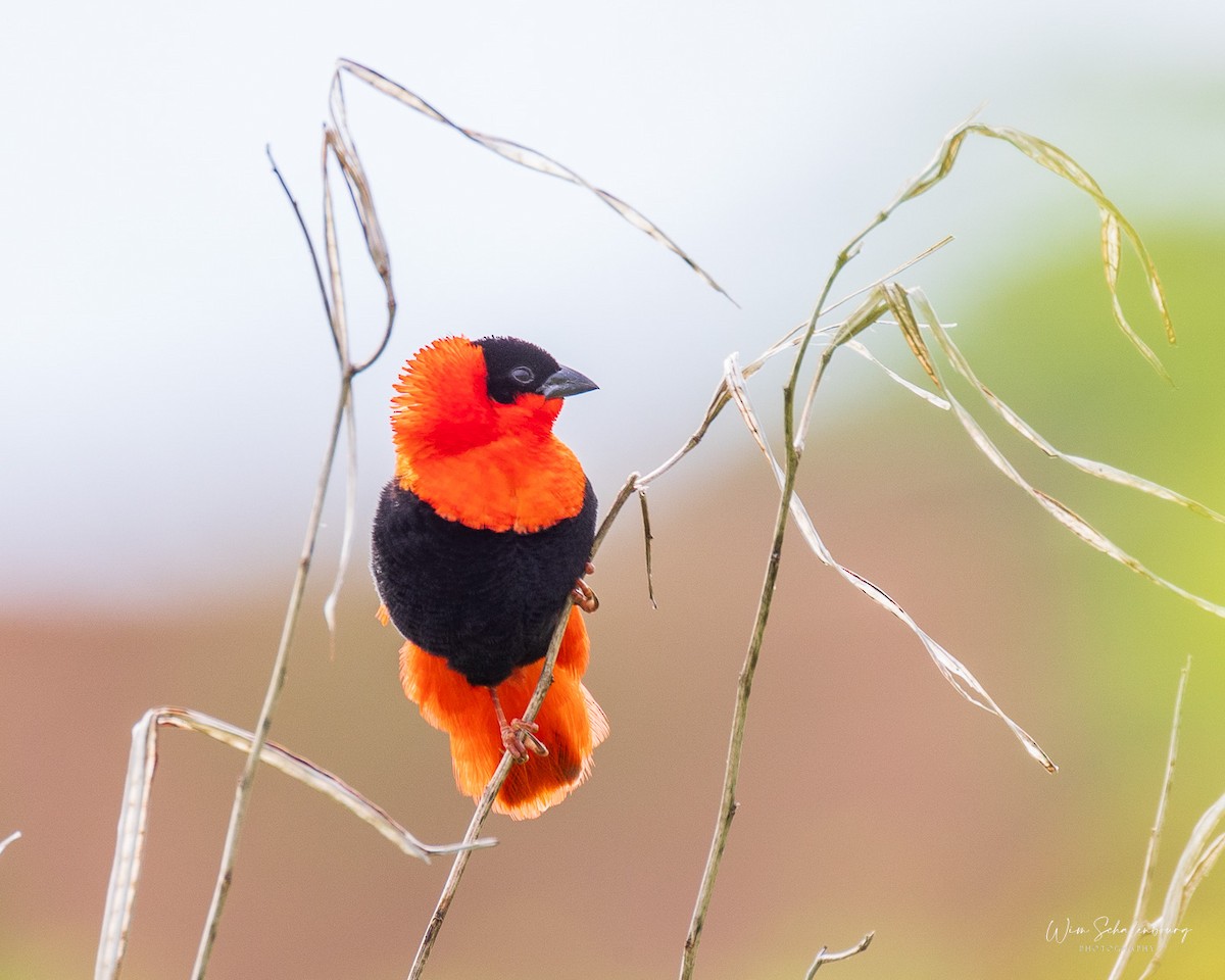 Northern Red Bishop - Wim Schalenbourg