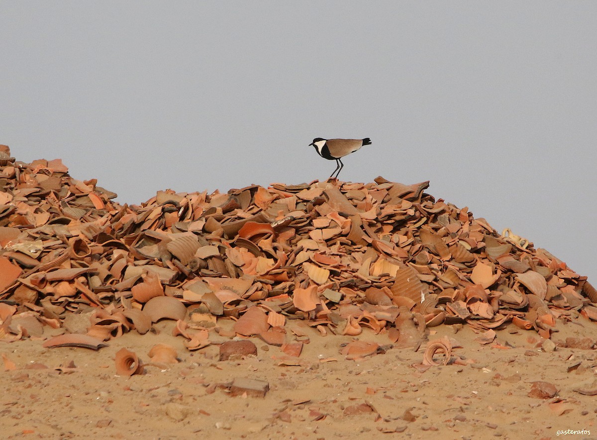 Spur-winged Lapwing - ML540760611