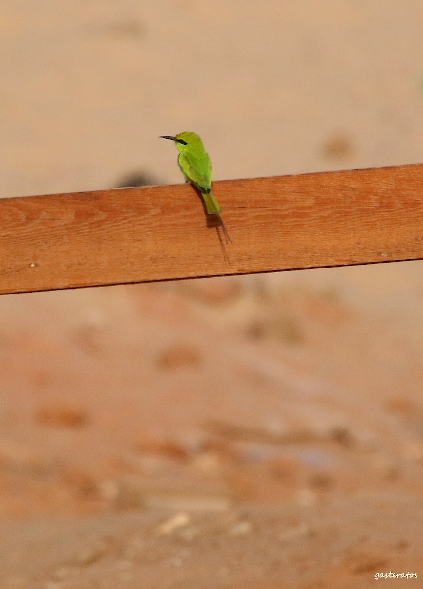 African Green Bee-eater - ML540760701