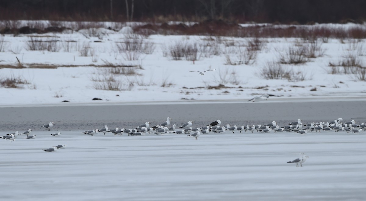 Great Black-backed Gull - ML54076091