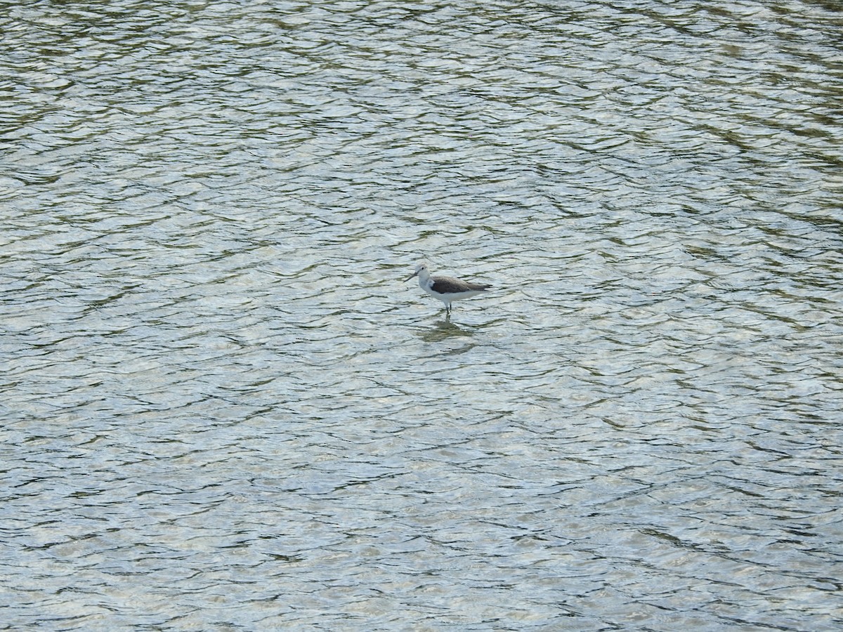 Gray-tailed Tattler - Cathy  Mendoza