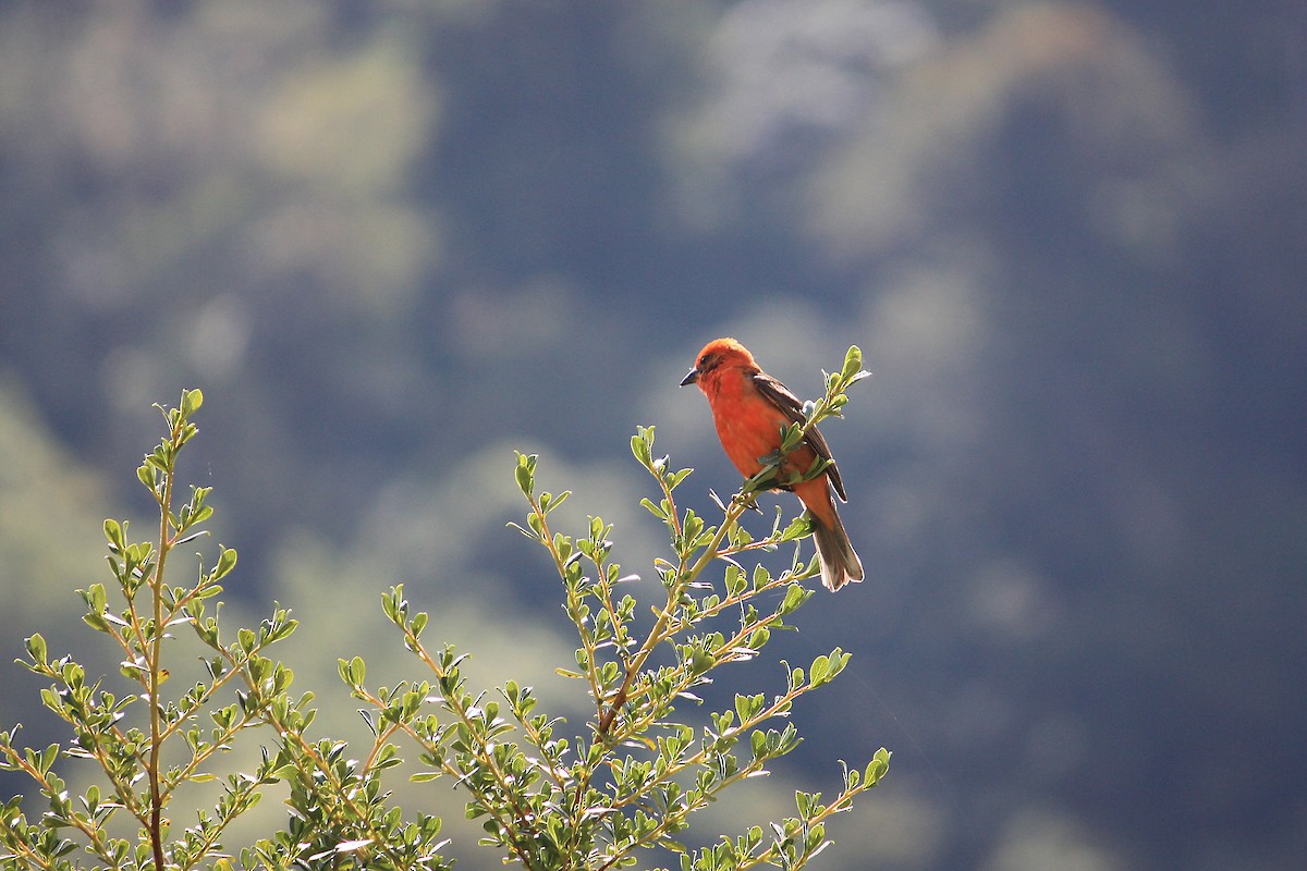 Flame-colored Tanager - ML540761801