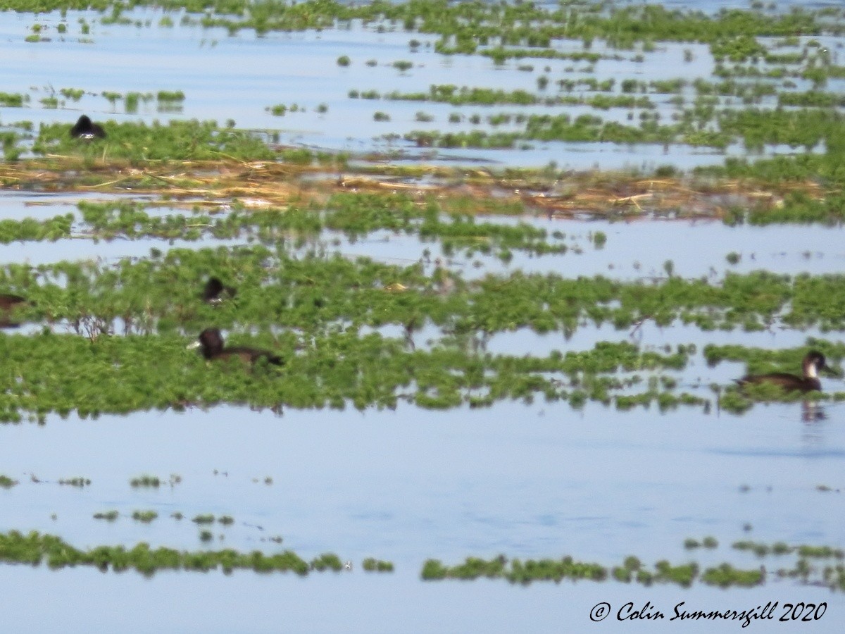 Southern Pochard - ML540762301