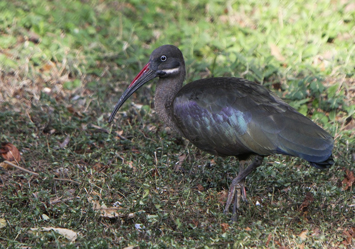 Hadada Ibis - Alfonso Rodrigo