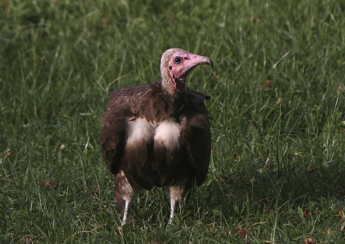 Hooded Vulture - ML540763311