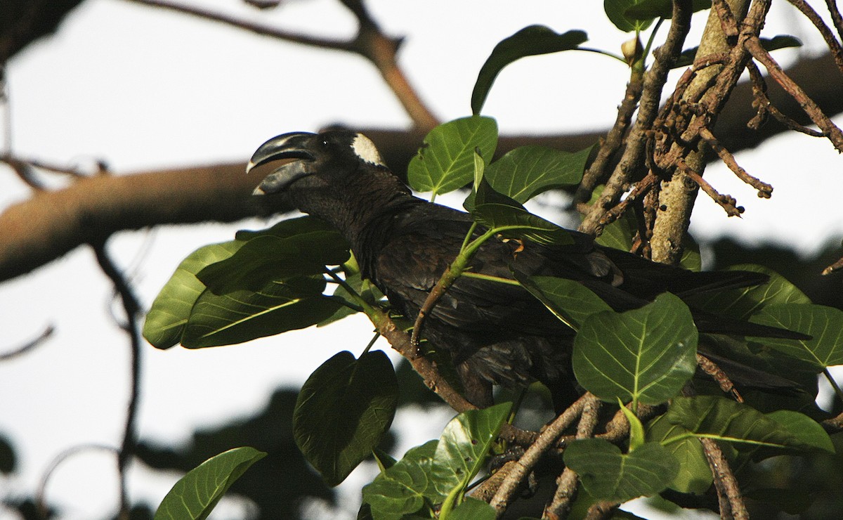 Thick-billed Raven - ML540763351